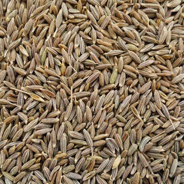 cumin seeds suppliers in india